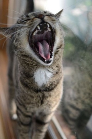 [funny-animals-haha-4%255B2%255D.jpg]