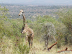 Akagera Nationalpark