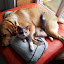 "Comme chien et chat" ?