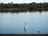 A solitary bird, watching over the watering hole. Transition to Madagascar - 066.jpg