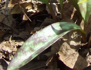 [troutlilyfoliage%255B5%255D.jpg]