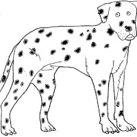 dalmata