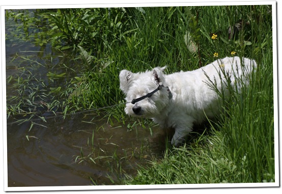 Nasser Hund Nasser Hund