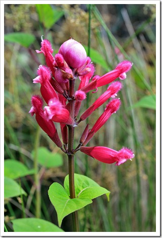 121120_Salvia-involucrata_02