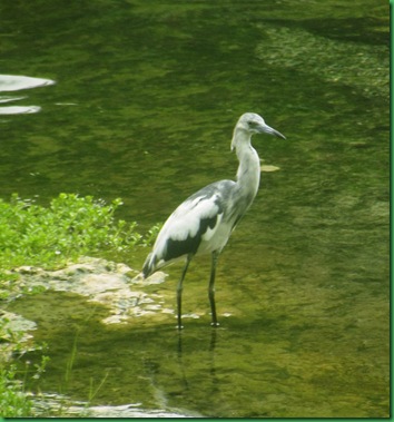 a young great blue??