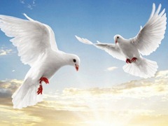 white-dove_96973-480x360
