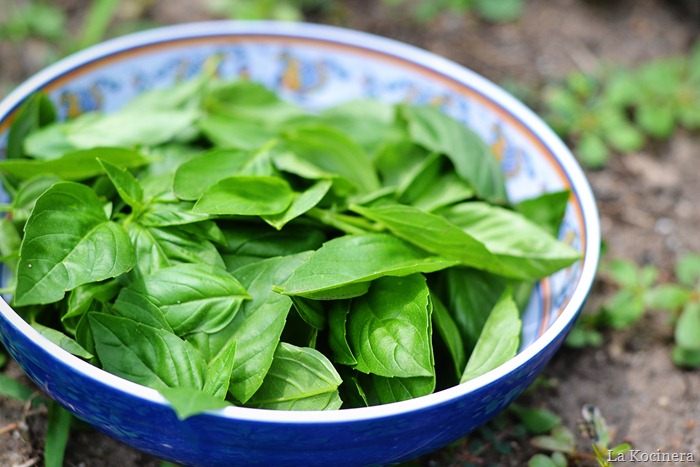 picked basil 2