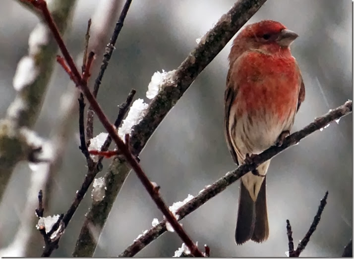 lopez house finch in the snow 122013 00000