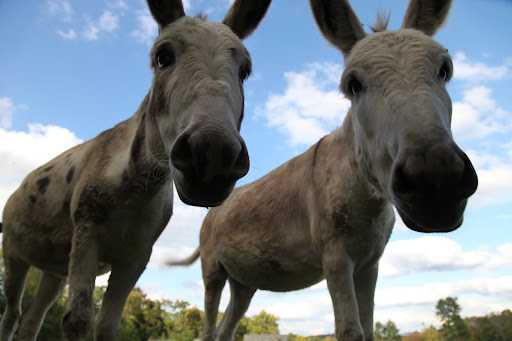 Well, it's like this - Do you see those trees behind you?  They're apple trees and they're laden with our favorite snack.  The problem is, we just can't get to them.
