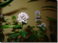 Flor da Mangerona Flor da Mangerona