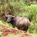 Büffel auf dem Weg nach Karatu © Fotos: Doreen Schütze | Outback Africa Erlebnisreisen