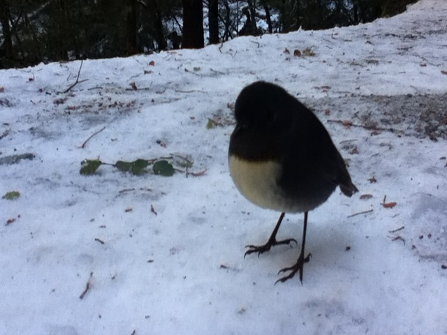 [IMG_0684%255B3%255D.jpg]