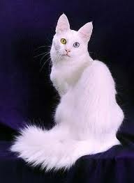 [angora1%255B5%255D.jpg]