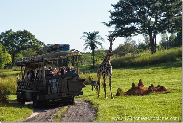 Animal Kingdom - Safari Ride Animal Kingdom - Safari Ride