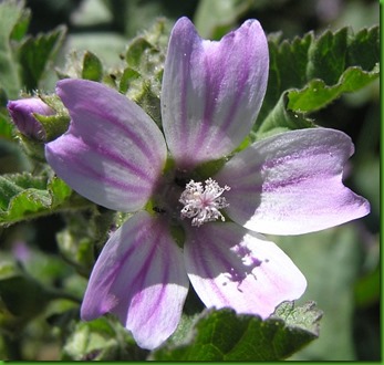 Lavatera cretica