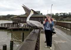 1302130 Feb 11 Judy Gets Pelican Eating Fish