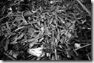 rwandan hunger genocide