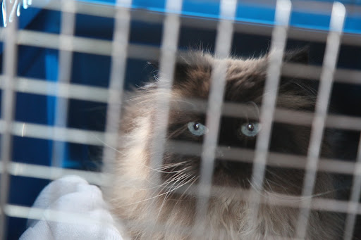 Unfortunately, kidney failure, or uremia, is quite common in older cats and Dr. Jean urges regular check-ups, especially if they show symptoms.  A big sign is when a cat increases the amount of water he or she drinks.