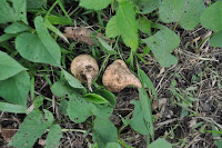 pinoyecofarm january _0118.JPG