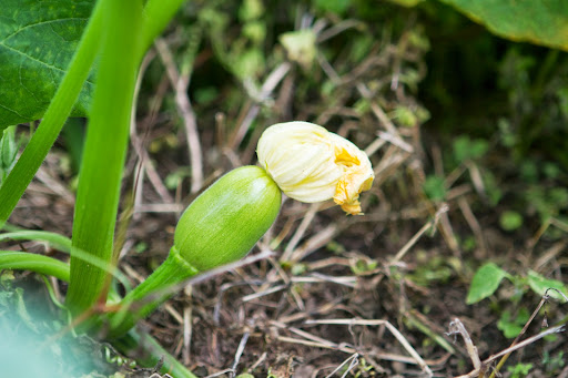 The female flower has an ovary directly behind the petals and once it is pollinated by the bees, it swells to form a fruit, like this one. Isn't that fascinating? The female flower has an ovary directly behind the petals and once it is pollinated by the bees, it swells to form a fruit, like this one. Isn't that fascinating?