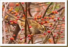 - wHITE-THROATED sPARROW D7K_8938 November 17, 2011 NIKON D7000