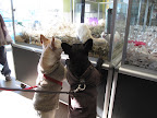 Oh my - Marc has quite a few ferrets.  He says they make excellent pets.  Maybe we should get one.