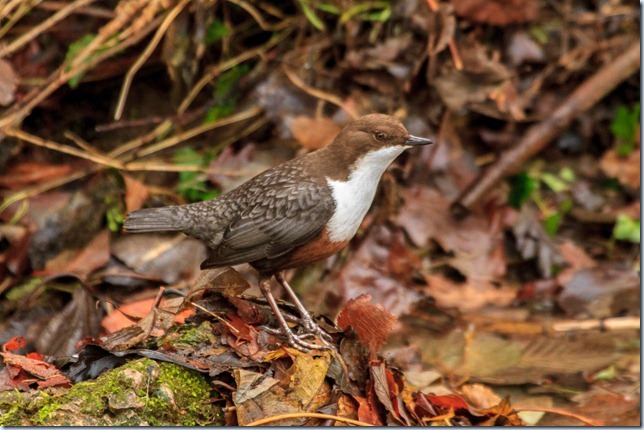 Dipper-3 Dipper-3