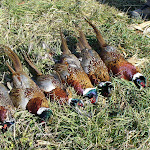 Hunting Iowa 2006 003.jpg