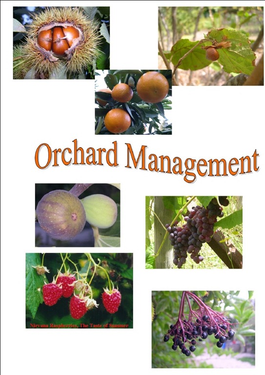 [orchard%255B5%255D.jpg]