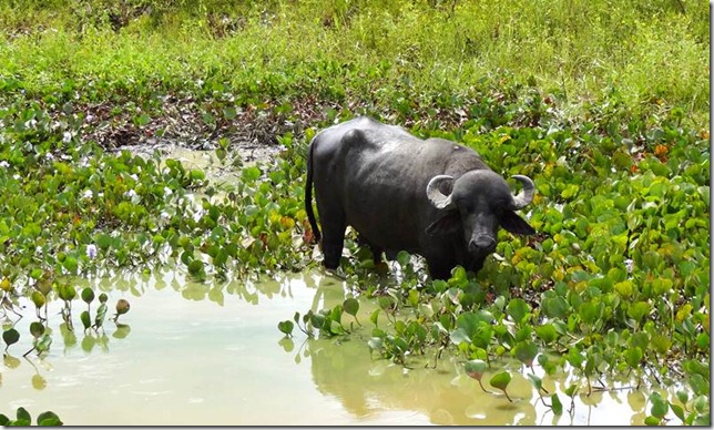 Pantanal_DSC08471 Pantanal_DSC08471