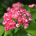 DSC_0209bbb.JPG