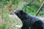 glacier_national_park_-_2009