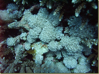 LBS Corals