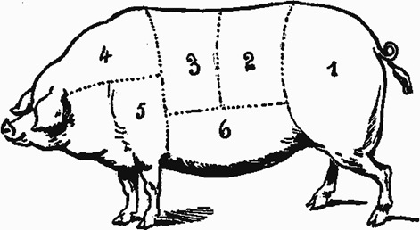 pig diagram