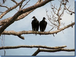 7838 Peacocks Pocket Road, Merritt Island Wildlife Refuge, Florida - Black Vultures