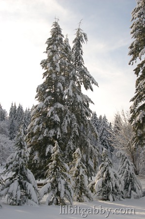 Western Washington Snowstorm 2012 - Our Front Yard