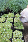 And another variety of Hens and Chicks.  These are pale green.