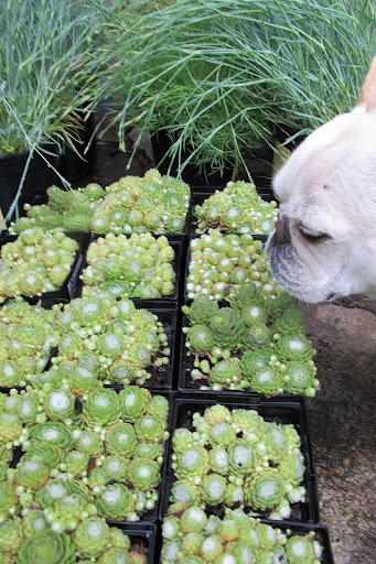 And another variety of Hens and Chicks.  These are pale green.