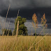 chyba zbiera się na burzę... dsc00240.jpg