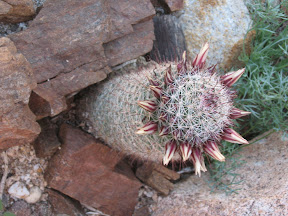 I call this the Friar Tuck cactus. But I think the proper name is a fishhook cactus.