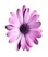 Purple flower Purple flower