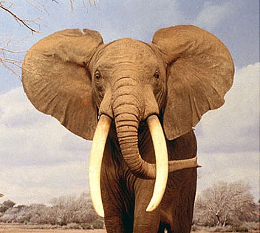 [elefante-africano%255B1%255D%255B4%255D.jpg]