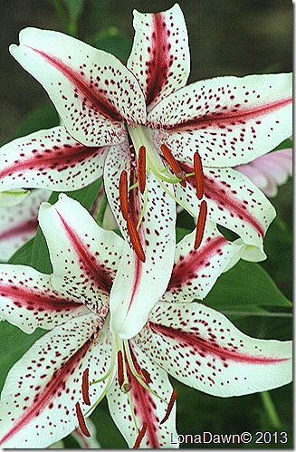 Lily_Dizzy_Oriental4 Lily_Dizzy_Oriental4