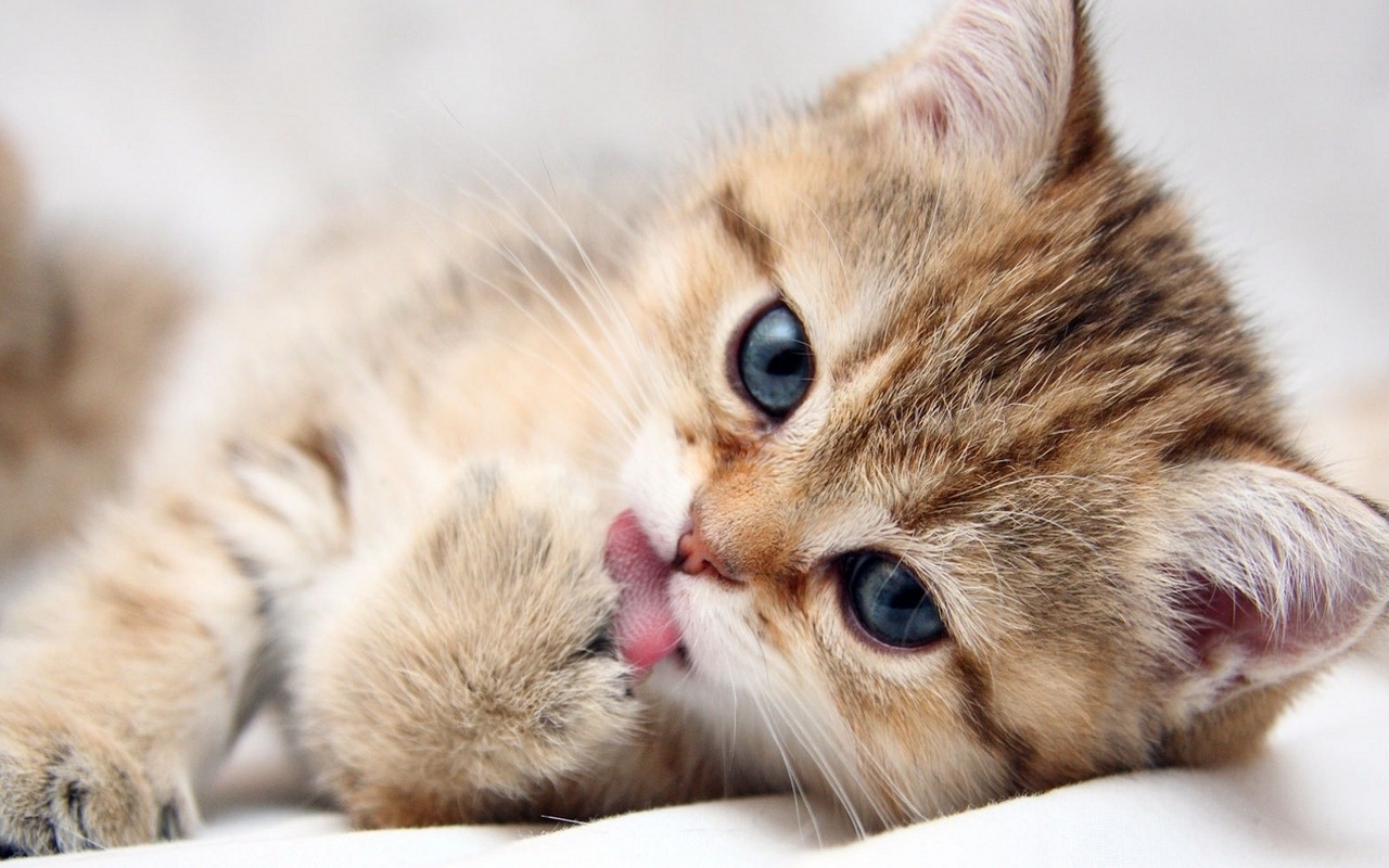 [Kitten1%255B5%255D.jpg]
