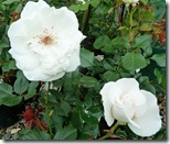 ws white rose