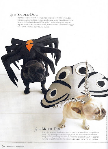 But look how adorable we look in these costumes - Spider-Dog and Moth-Dog! But look how adorable we look in these costumes - Spider-Dog and Moth-Dog!