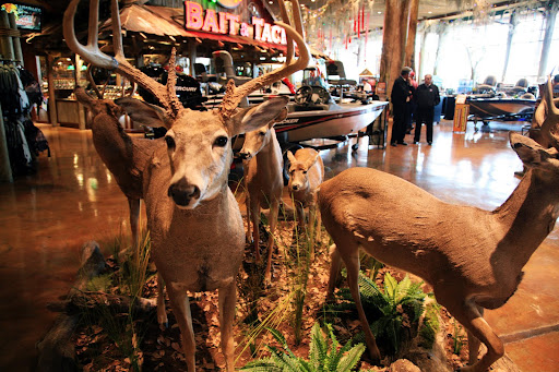 Several mounted deer are on display at Springfield's Bass Pro Shops. Photo Credit: Alex Crowder