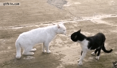 [0f7076cb9927eee0fd80a93ebe5%5B3%5D.gif]