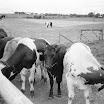 Bovine Bash, approx 1979 (13).jpg