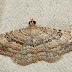 Geo%252520orthonama%252520obstipata